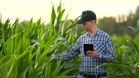 Landwirt-Kultiviert-Mit-Digitalem-Tablet-Computer-Maisplantage-Im-Hintergrund.-Moderne-Technologieanwendung-Im-Landwirtschaftlichen-Anbauaktivitätskonzept